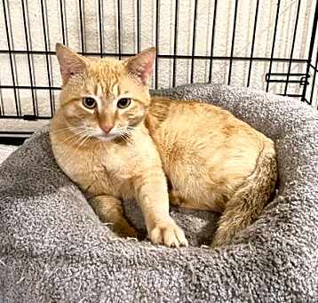 Photo of Butterscotch
