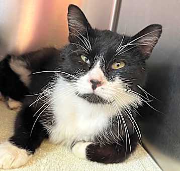 Photo of Pete the Cat