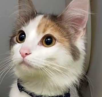 Photo of Lucy