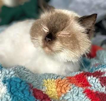 Photo of Odette