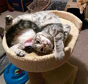 Photo of Pokey