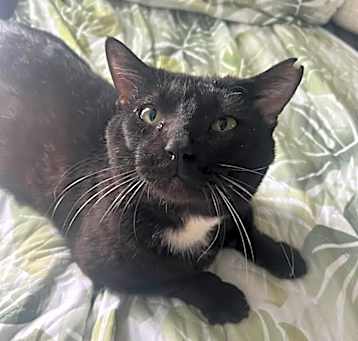 Photo of Tyson