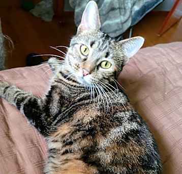 Photo of Pedal