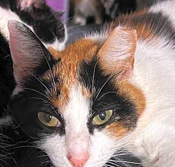 Photo of Pearl