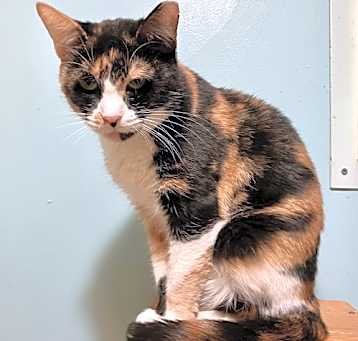 Photo of Blanche