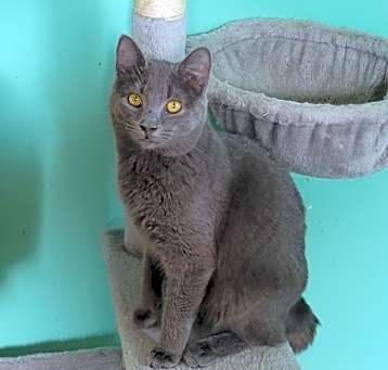 Photo of Kira