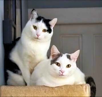Photo of CHARGER and CHALLENGER