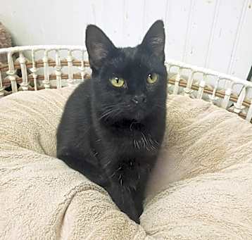 Photo of Sable
