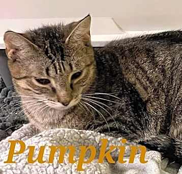 Photo of Pumpkin