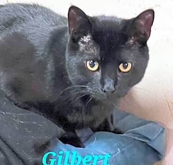 Photo of Gilbert