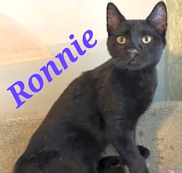 Photo of Ronnie
