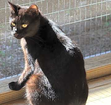 Photo of Captiva