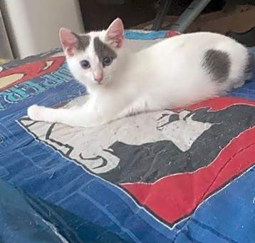 Photo of Snowball