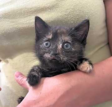 Photo of Knodel (available for pre-adoption)