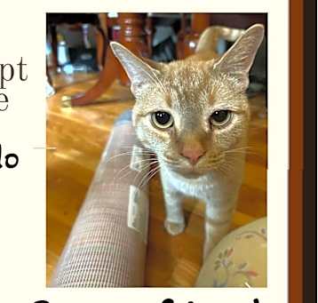 Photo of Milo