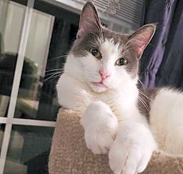 Photo of Mowgli