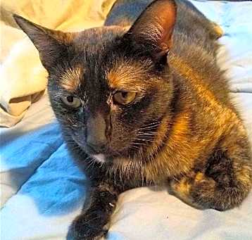 Photo of MAKI - Offered by Owner - Tortie Girl