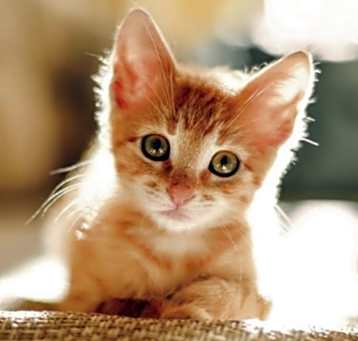 Photo of Corry