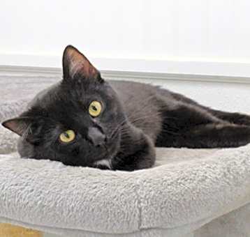 Photo of Nova