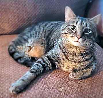 Photo of Nermal