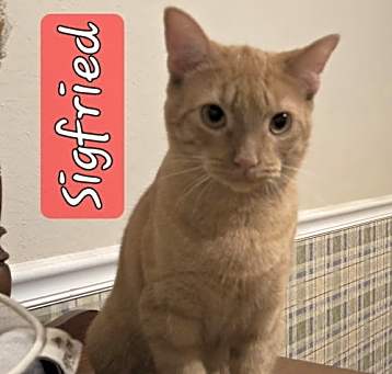 Photo of SIGFRIED