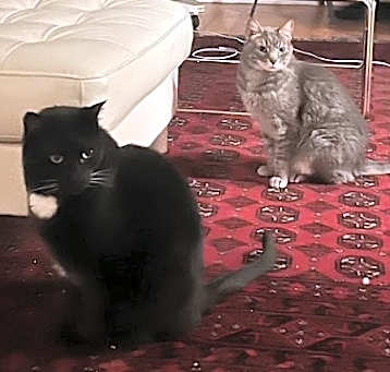 Photo of rocco and mika