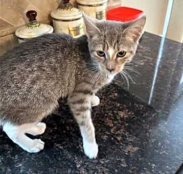 Photo of Lyra