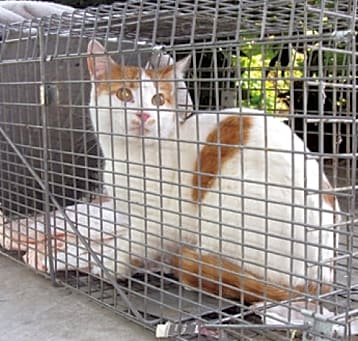 Photo of TNR-01