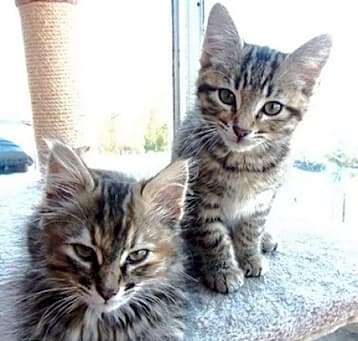Photo of Socks