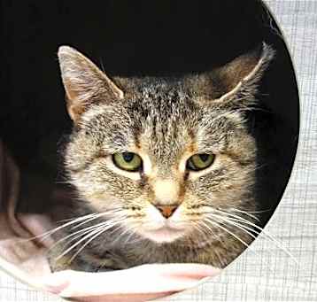 Photo of Shasta