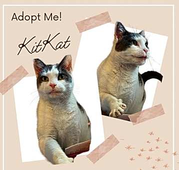 Photo of KitKat