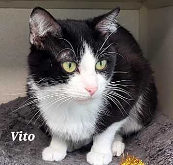 Photo of Vito