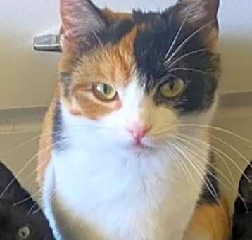 Photo of Amara