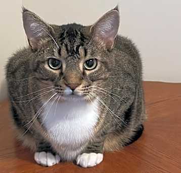 Photo of Socks