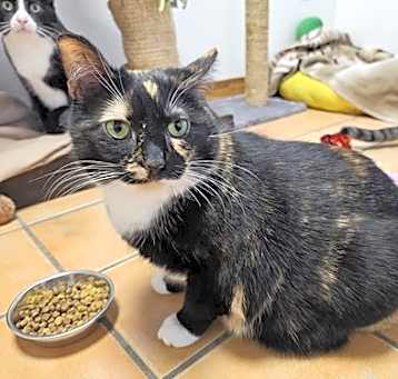 Photo of Caramel