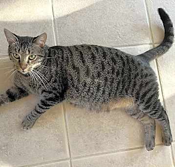 Photo of Goose