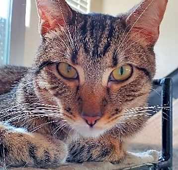 Photo of Tinker