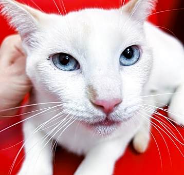 Photo of Whisper