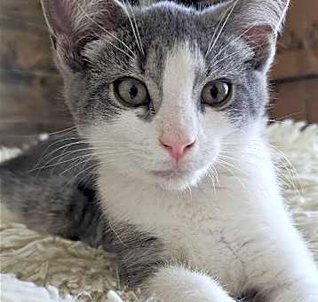 Photo of Dax