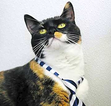 Photo of Glimmer