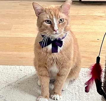 Photo of Rusty