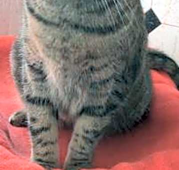 Photo of Cleo