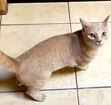 Photo of Peanut
