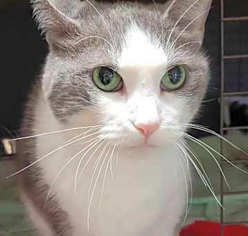 Photo of Kitnine