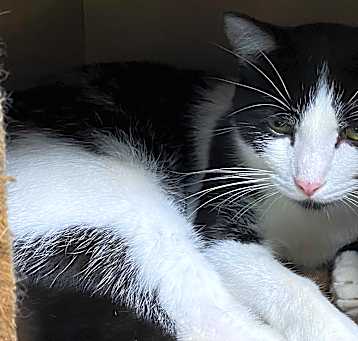 Photo of DOMINO