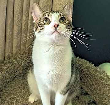 Photo of KITTEN MARILYN