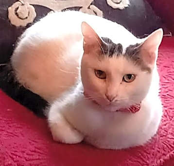 Photo of KITTY MOMA LILY