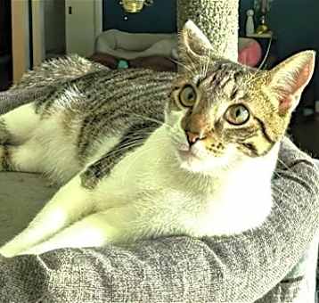 Photo of KITTEN HERMAN