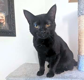 Photo of Opal