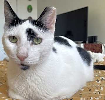 Photo of Cashmere